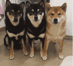 editor的头像-警犬训练器材厂家 _警犬训练用品_工作犬训练用品-南京开久警犬装备