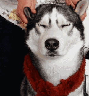 警花老陈的头像-警犬训练器材厂家 _警犬训练用品_工作犬训练用品-南京开久警犬装备