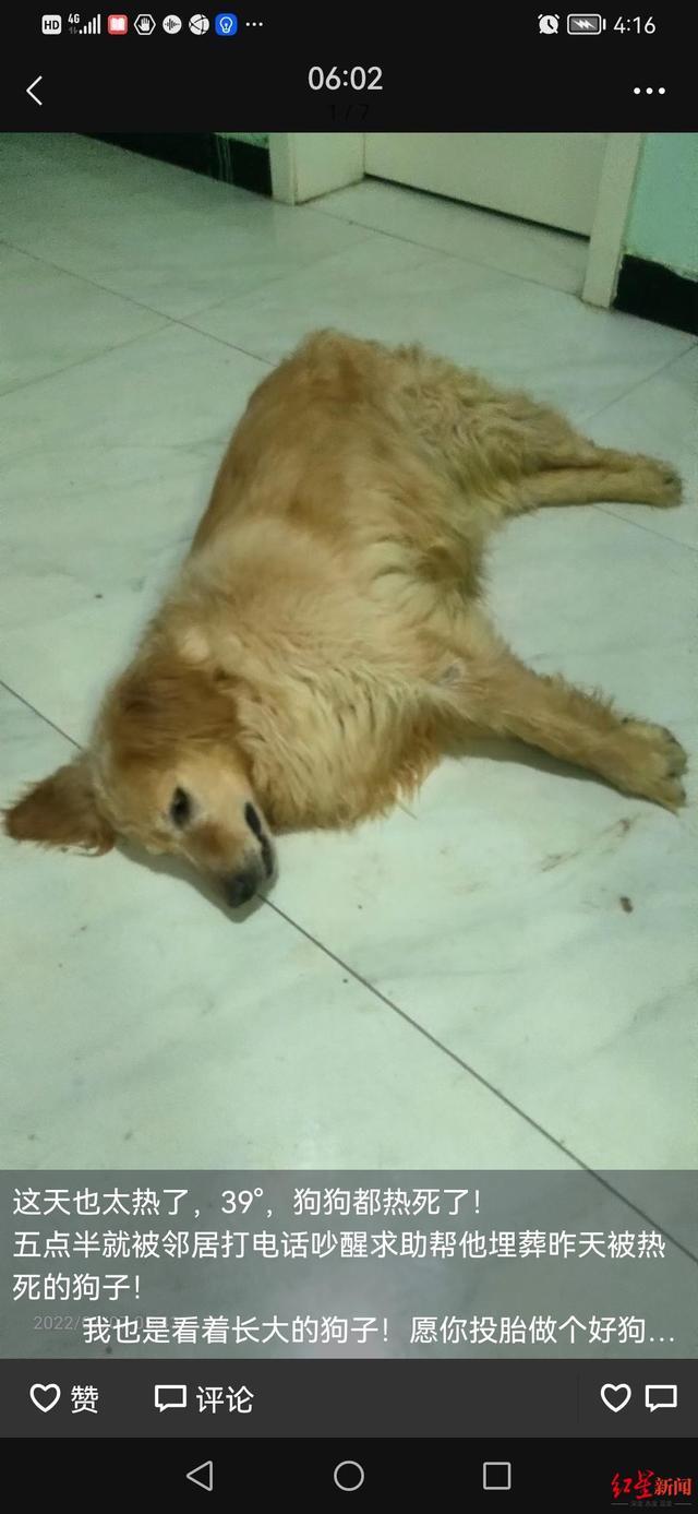 狗狗的太大了太热了 - 警犬训练器材厂家 _警犬训练用品_工作犬训练用品-南京开久警犬装备-警犬训练器材厂家 _警犬训练用品_工作犬训练用品-南京开久警犬装备