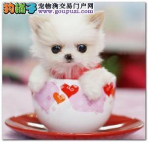 茶杯犬多少一只(纯种茶杯犬多少钱一只)-警犬训练器材厂家 _警犬训练用品_工作犬训练用品-南京开久警犬装备