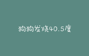 狗狗发烧40.5度不吃饭  狗狗发烧40.5度,严重吗-警犬训练器材厂家 _警犬训练用品_工作犬训练用品-南京开久警犬装备