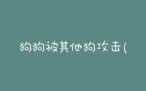 狗狗被其他狗攻击(如何纠正狗狗攻击其他狗)-警犬训练器材厂家 _警犬训练用品_工作犬训练用品-南京开久警犬装备