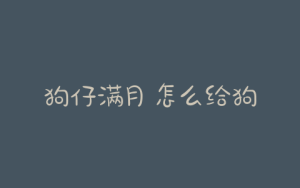 狗仔满月 怎么给狗粮(没满月的狗仔怎么喂)-警犬训练器材厂家 _警犬训练用品_工作犬训练用品-南京开久警犬装备