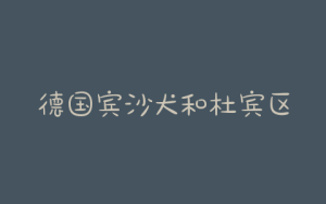 德国宾沙犬和杜宾区别  德国平犬和杜宾的区别-警犬训练器材厂家 _警犬训练用品_工作犬训练用品-南京开久警犬装备