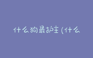 什么狗最护主(什么狗最护主但不禁养)-警犬训练器材厂家 _警犬训练用品_工作犬训练用品-南京开久警犬装备