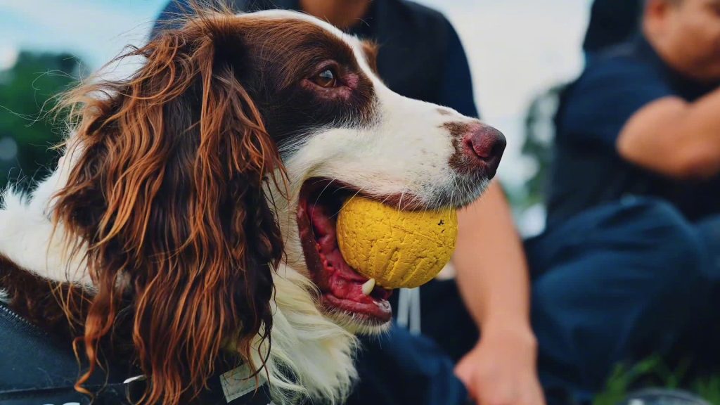 关于开久科技:专注特种工作犬领域的专业伙伴 1 20251207155538589 003gSApIly1gsvr2rqdaej61hc0u0wjv02