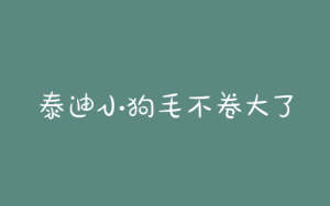 泰迪小狗毛不卷大了会不会卷-警犬训练器材厂家 _警犬训练用品_工作犬训练用品-南京开久警犬装备
