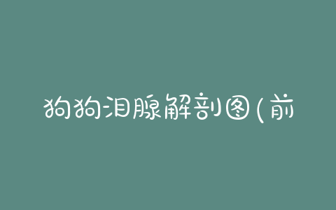 狗狗泪腺解剖图(前泪腺解剖图) - 警犬训练器材厂家 _警犬训练用品_工作犬训练用品-南京开久警犬装备-警犬训练器材厂家 _警犬训练用品_工作犬训练用品-南京开久警犬装备