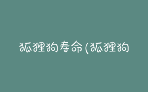 狐狸狗寿命(狐狸狗一只多少元)-警犬训练器材厂家 _警犬训练用品_工作犬训练用品-南京开久警犬装备