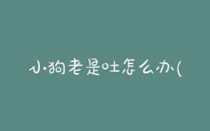 小狗老是吐怎么办(小狗这两天老是吐怎么办)-警犬训练器材厂家 _警犬训练用品_工作犬训练用品-南京开久警犬装备