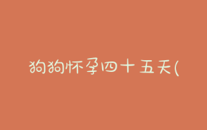 狗狗怀孕四十五天(狗狗怀孕四十五天有那些症状)-警犬训练器材厂家 _警犬训练用品_工作犬训练用品-南京开久警犬装备