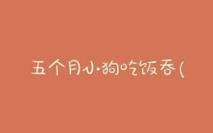 五个月小狗吃饭吞(小狗吃饭直接吞下去)-警犬训练器材厂家 _警犬训练用品_工作犬训练用品-南京开久警犬装备