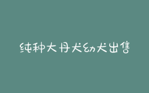 纯种大丹犬幼犬出售(大丹犬 *** 幼犬多少钱一只)-警犬训练器材厂家 _警犬训练用品_工作犬训练用品-南京开久警犬装备