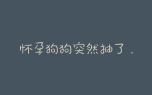 怀孕狗狗突然抽了，怀孕腹部突然抽痛-警犬训练器材厂家 _警犬训练用品_工作犬训练用品-南京开久警犬装备