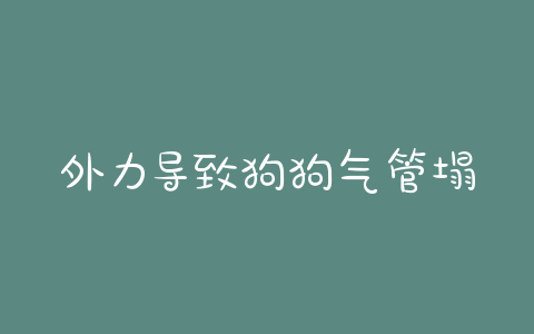 外力导致狗狗气管塌陷 - 警犬训练器材厂家 _警犬训练用品_工作犬训练用品-南京开久警犬装备-警犬训练器材厂家 _警犬训练用品_工作犬训练用品-南京开久警犬装备