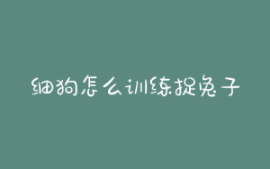 细狗怎么训练捉兔子？细狗撵兔子的训练 ***-警犬训练器材厂家 _警犬训练用品_工作犬训练用品-南京开久警犬装备