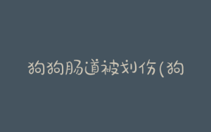 狗狗肠道被划伤(狗狗肠道划伤大便图)-警犬训练器材厂家 _警犬训练用品_工作犬训练用品-南京开久警犬装备