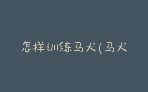 怎样训练马犬(马犬怎样训练才听话)-警犬训练器材厂家 _警犬训练用品_工作犬训练用品-南京开久警犬装备