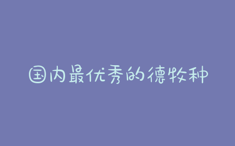 国内最优秀的德牧种公犬 - 警犬训练器材厂家 _警犬训练用品_工作犬训练用品-南京开久警犬装备-警犬训练器材厂家 _警犬训练用品_工作犬训练用品-南京开久警犬装备