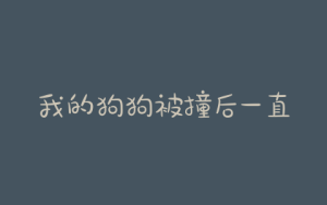 我的狗狗被撞后一直不吃东西-警犬训练器材厂家 _警犬训练用品_工作犬训练用品-南京开久警犬装备