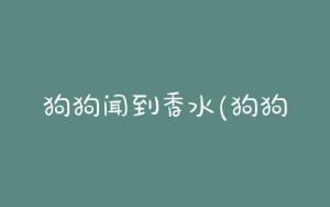 狗狗闻到香水(狗狗闻到香水会怎么样)-警犬训练器材厂家 _警犬训练用品_工作犬训练用品-南京开久警犬装备