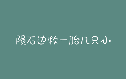 陨石边牧一胎几只小狗 - 警犬训练器材厂家 _警犬训练用品_工作犬训练用品-南京开久警犬装备-警犬训练器材厂家 _警犬训练用品_工作犬训练用品-南京开久警犬装备