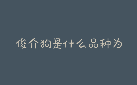 俊介狗是什么品种为什么俊介长得不像博美 - 警犬训练器材厂家 _警犬训练用品_工作犬训练用品-南京开久警犬装备-警犬训练器材厂家 _警犬训练用品_工作犬训练用品-南京开久警犬装备