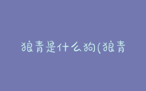 狼青是什么狗(狼青犬是什么狗)-警犬训练器材厂家 _警犬训练用品_工作犬训练用品-南京开久警犬装备