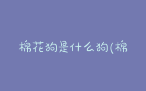 棉花狗是什么狗(棉花面纱犬是什么狗的混血)-警犬训练器材厂家 _警犬训练用品_工作犬训练用品-南京开久警犬装备