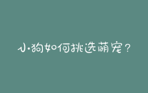 小狗如何挑选萌宠？如何挑选小狗崽-警犬训练器材厂家 _警犬训练用品_工作犬训练用品-南京开久警犬装备